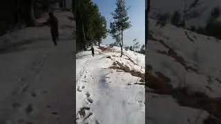 Bajaur tarano top