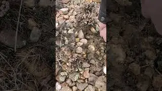 Unreal Fairburn agate Find!!!!!