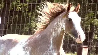 Smooth Riding Missouri Foxtrotter Mare, 2N1 Package