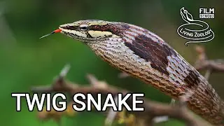 Deadly venomous Twig snake (Thelotornis capensis), snake puffing, African vine snake, rear fangs