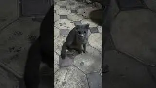 Grey cat is very beautiful and such cats can be sold dearly