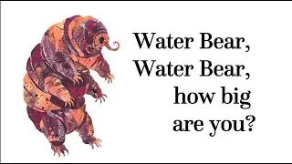 Water Bear, How Big Are You? Read Aloud Book with Large Letters and Helpful Learn-To-Read Underlines