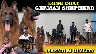 Long Coat ஜெர்மன் ஷெப்பர்ட் Premium Quality | Coimbatore GSD Kennel