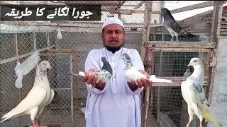 Jora Laga ny ka tarika ( ustad Rana Waheed ) #ranawaheedpijon🕊️🪽 #pijon #kabootar 