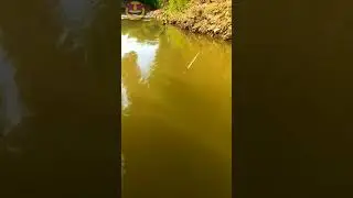 #mancingjatigede #videomancingterbaru #strikeikan