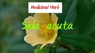 Medicinal plant, Sida acuta,Common wireweed