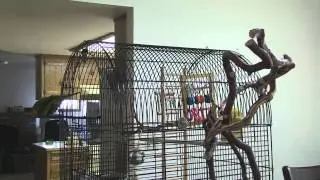 Lorikeet Talking