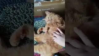 My Cats. Review. #cats #pets #mood #коты #домашниеживотные #настроение