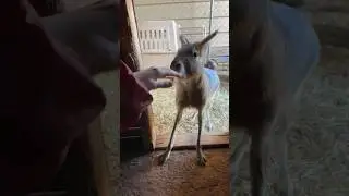 Pet Patagonian Mara House!