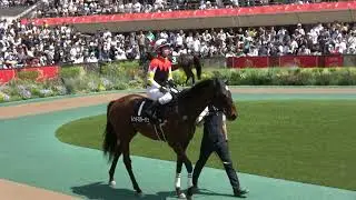 青嵐賞 現地 パドック アームランシュ ダノンターキッシュ コスタレイ オウケンボルト ホウオウプレミア 2024/5/26 東京競馬場 8R