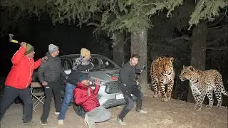 Live Night Camping In Forest