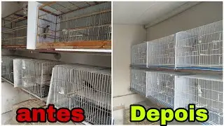Trinca ferro qual a melhor gaiola ?
