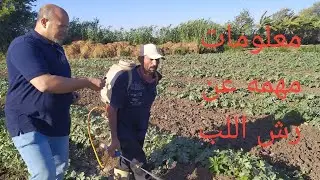 رش اللب من العنكبوت الاحمر