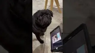 A SPECIAL PUG FRIENDSHIP: SOPHIA AND PETE