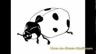 How to Draw a Ladybug Step by Step
