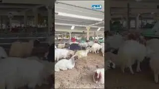 الشرق ترصد استعدادات سوق الوكرة المركزي للمواشي لاستقبال رمضان