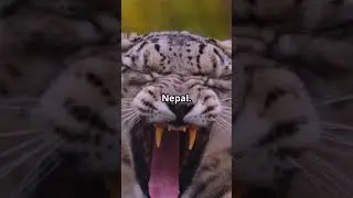 Snow Leopards: The Most Elusive Predator