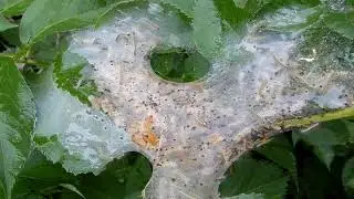 fall webworm