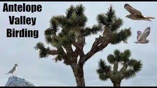 Antelope Valley Birding