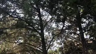 Rocky Mountain Juniper Tree (Red Cedar) & Information