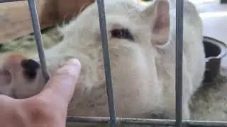 Friendly Miniature Potbellied Pigs Greet Cameraman
