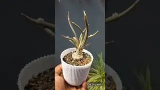 Astrophytum caput medusae