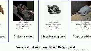 Nis&auml;kk&auml;&auml;t, lahko lepakot, heimo Doggilepakot chaerephon mops eumops mormopterus major rufus mammal