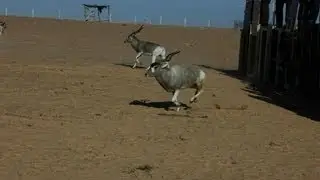 Addax & scimitar-horned oryx return to reserves in Tunisia