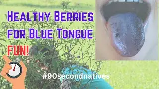 Perfect #ediblehedge for your garden! #bluetongue #bushtucker