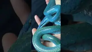 IS THIS THE MOST BEAUTIFUL BLUE SNAKE IN THE WORLD?! Rhinoceros Rat Snake (Gonyosoma boulengeri)