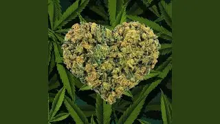 Love My Weed