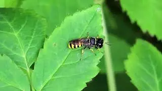 Digger Wasp (Ectemnius sp.)