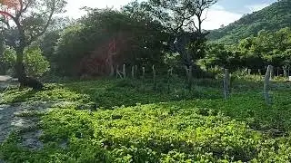 Reforestando con cocos  a la orilla del Mar @raphaelcantero2685