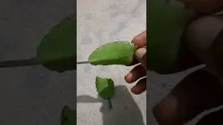 Herbal Hack; Man must power @GhanaLiving Tanmeawu leaves is the power!