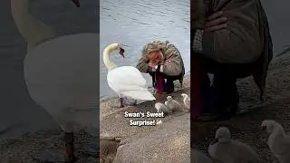 Swan Who Never Forgot