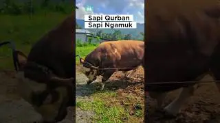 mengeluarkan sapi ngamuk, sapi kurban, sapi simental #shorts #sapilucu #iduladha2025 #lembu