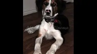 Our New Puppy: The Best of Arkhon