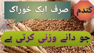 | Wheat Heavy Grains Secret Revealed | How to Increase Wheat Grain Weight Naturally | Research Based