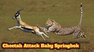 Cheetah Attack Baby Springbok In The Wild | Big Cats Hunting Attack | cheetah hunting springbok