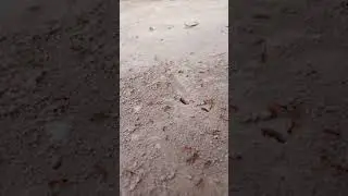Red imported fire ant in Pakistan 🐜 | Shoaib Village | #shorts​