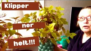 Mina stackars paletter! 🌺🌸 || Kommer ALLA DÖ nu???