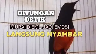 PANCINGAN MURAI BATU agar Emosi ikut Bunyi NYAUT jadi Gacor BONGKAR MATERI ISIAN 