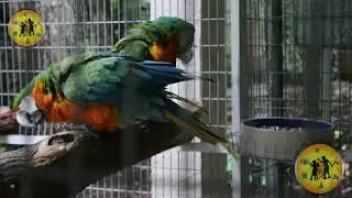 Parrot Mountain and Garden of Eden, Pigeon Forge,  Tennessee  Part -1 | Ronito Travel Vlog