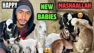 Khushkhabri! 2-2 Nanhe Mehman Aa Gaye (Goat Birth Vlog)