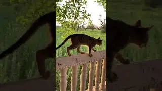 Katy Cat