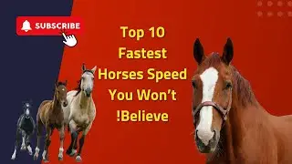Top 10 Fastest Horses: Speed You Won&rsquo;t Believe!