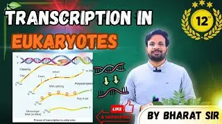 Transcription in Eukaryotes|Class12| Molecular Basis of inheritance | Part-19 | By Bharat Sir #neet 