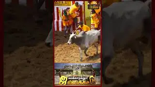 AlanganallurJallikattu |களத்தில் கலக்கிய காளை.. உரிமையாளருக்கு முதல்வர் கொடுத்த Surprise | cm stalin