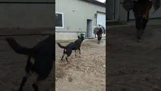 Stress Testing Kojac