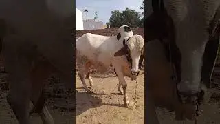 Bachra Farming ke Zabardast Faiday | Kam Lagat, Zyada Munafa#BachraFarming#FarmingBusiness